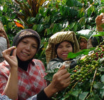 Wholesale Sumatra Gayo - Fair Trade & Organic