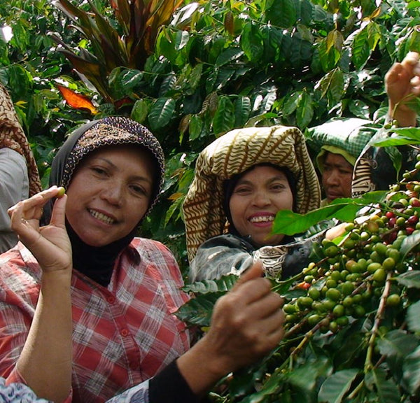 Sumatra Gayo - Fair Trade & Organic